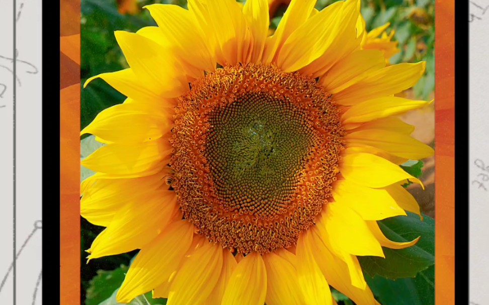 [图]花卉与植物，《百万葵园里的花，真好看！》，《混乱生物随手拍》模板剪辑。