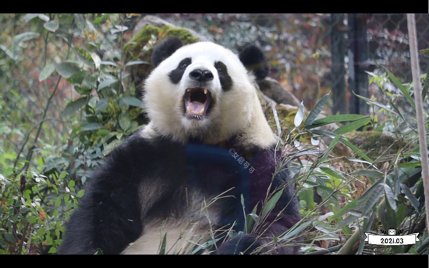 【大熊猫囡囡】百看不厌月半囡.话说,你从高空下来,怎么是头向下的?