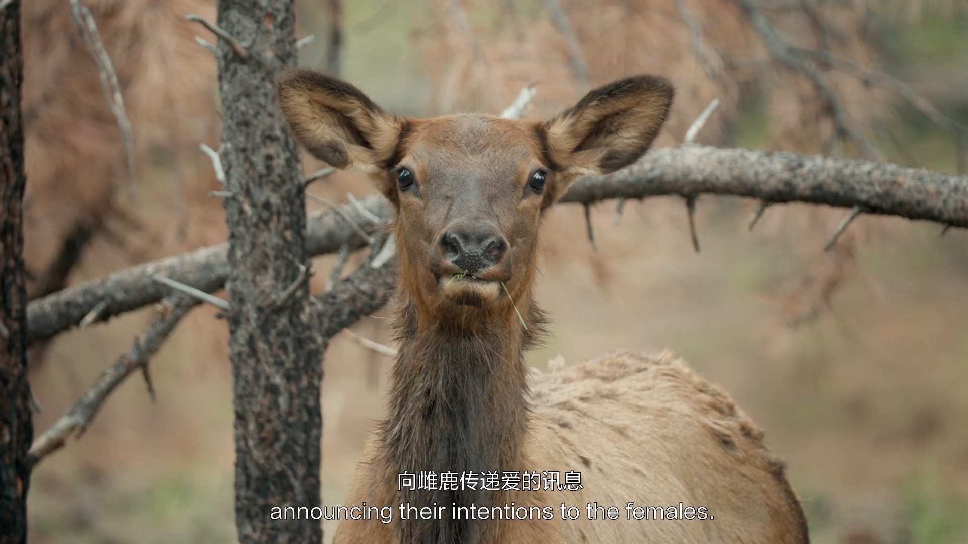 [图]美国国家公园之旅第一季第1集大峡谷