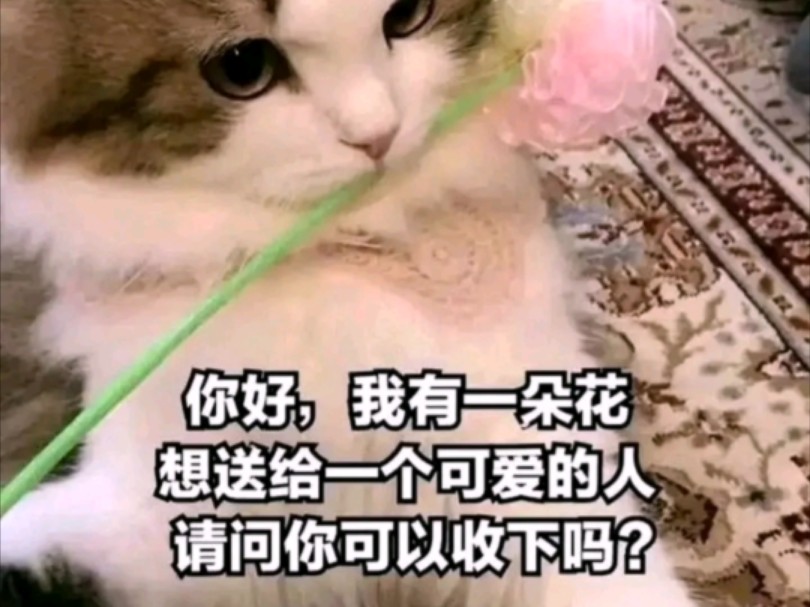 一些猫猫图哔哩哔哩bilibili