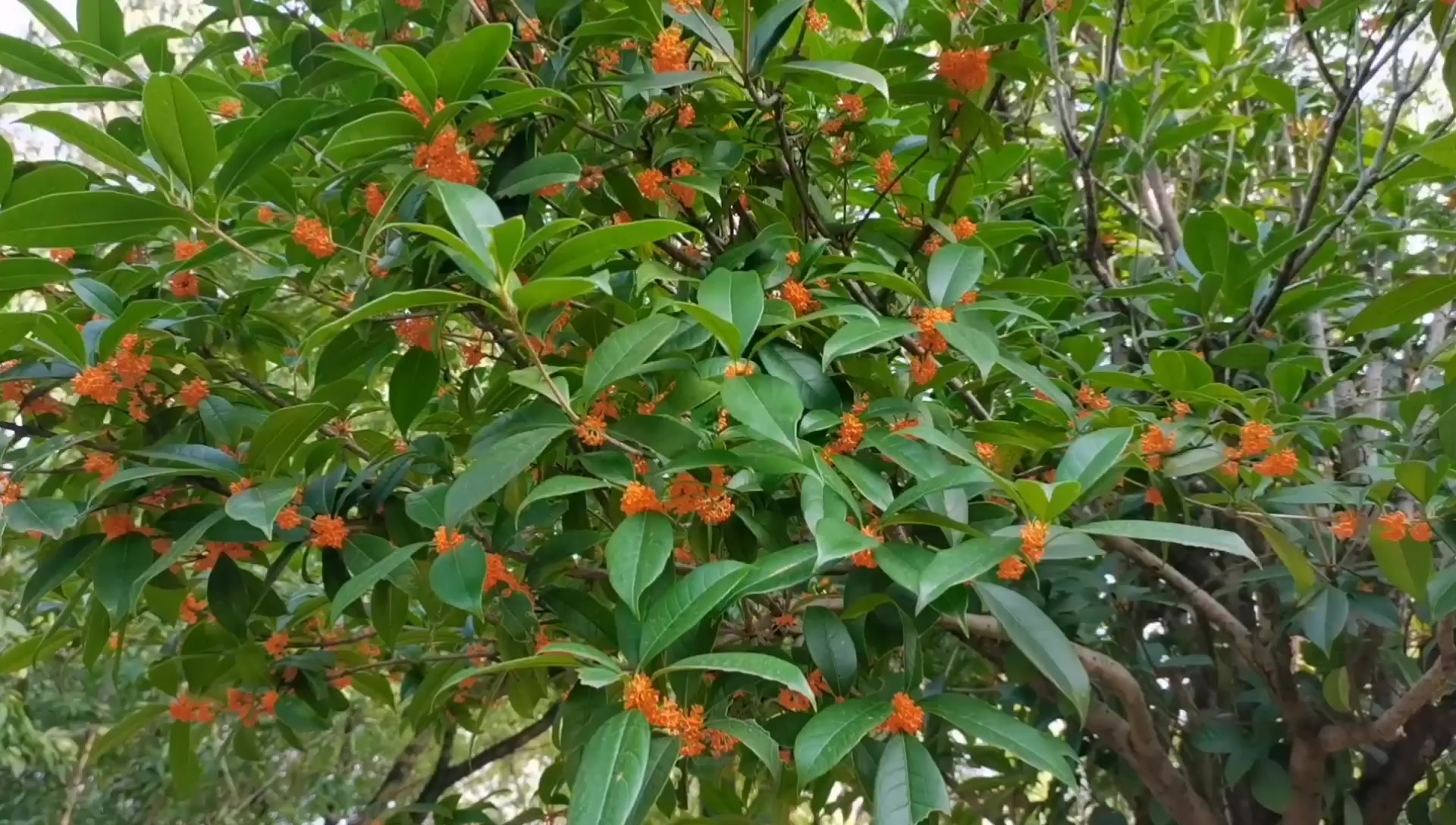 《八月桂花遍地開》自制的mv