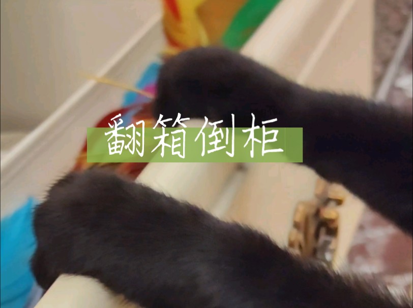 养猫了才知道猫爪这么灵活有力!哔哩哔哩bilibili