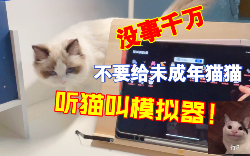 没事千万别给小猫咪听猫叫模拟器,否则会……/六个月大的布偶猫叫模拟器初体验/这是未成年小猫该听的声音吗?烦躁!哔哩哔哩bilibili