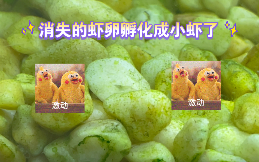 淘汰20cm小缸之消失的虾卵孵化成小虾虾啦