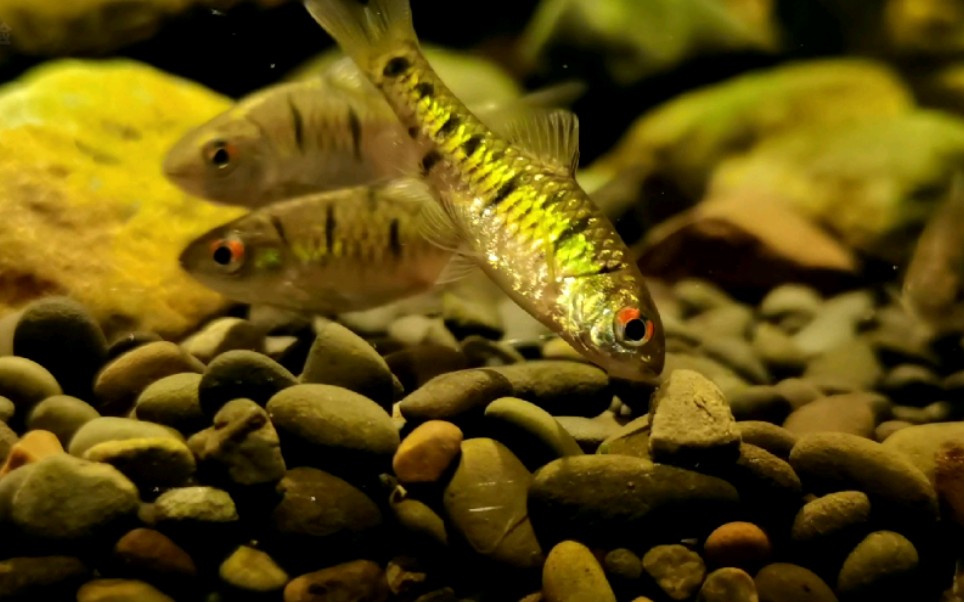 【条纹小鲃】陈年的虾粮喂小鲃 深受吃货的欢迎