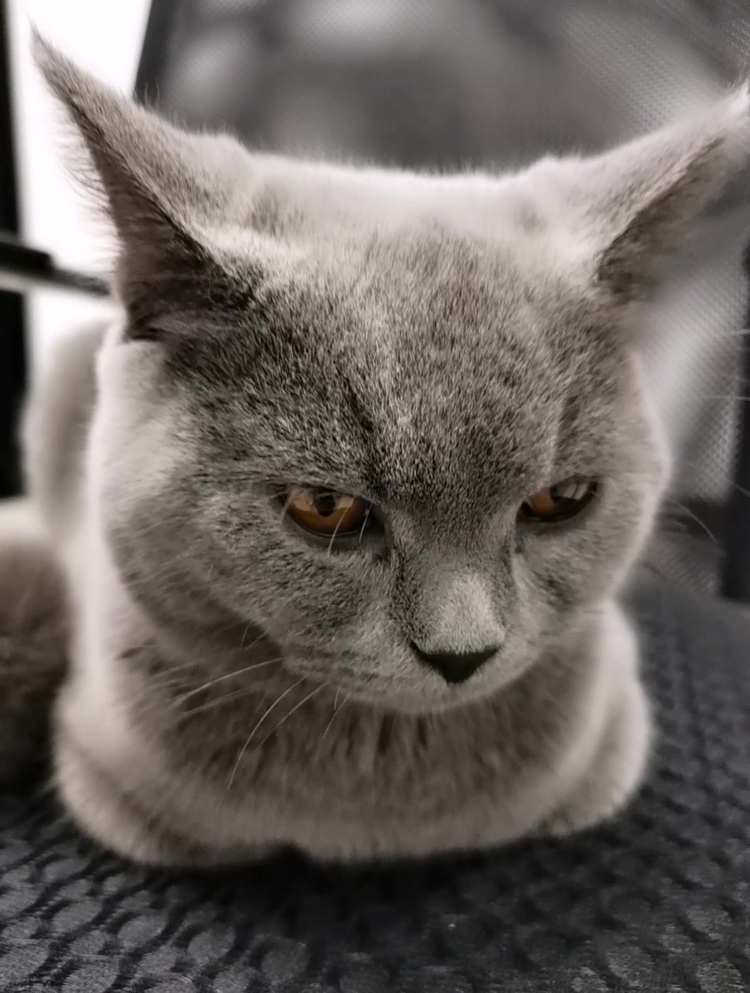 猫皇的枯燥生活