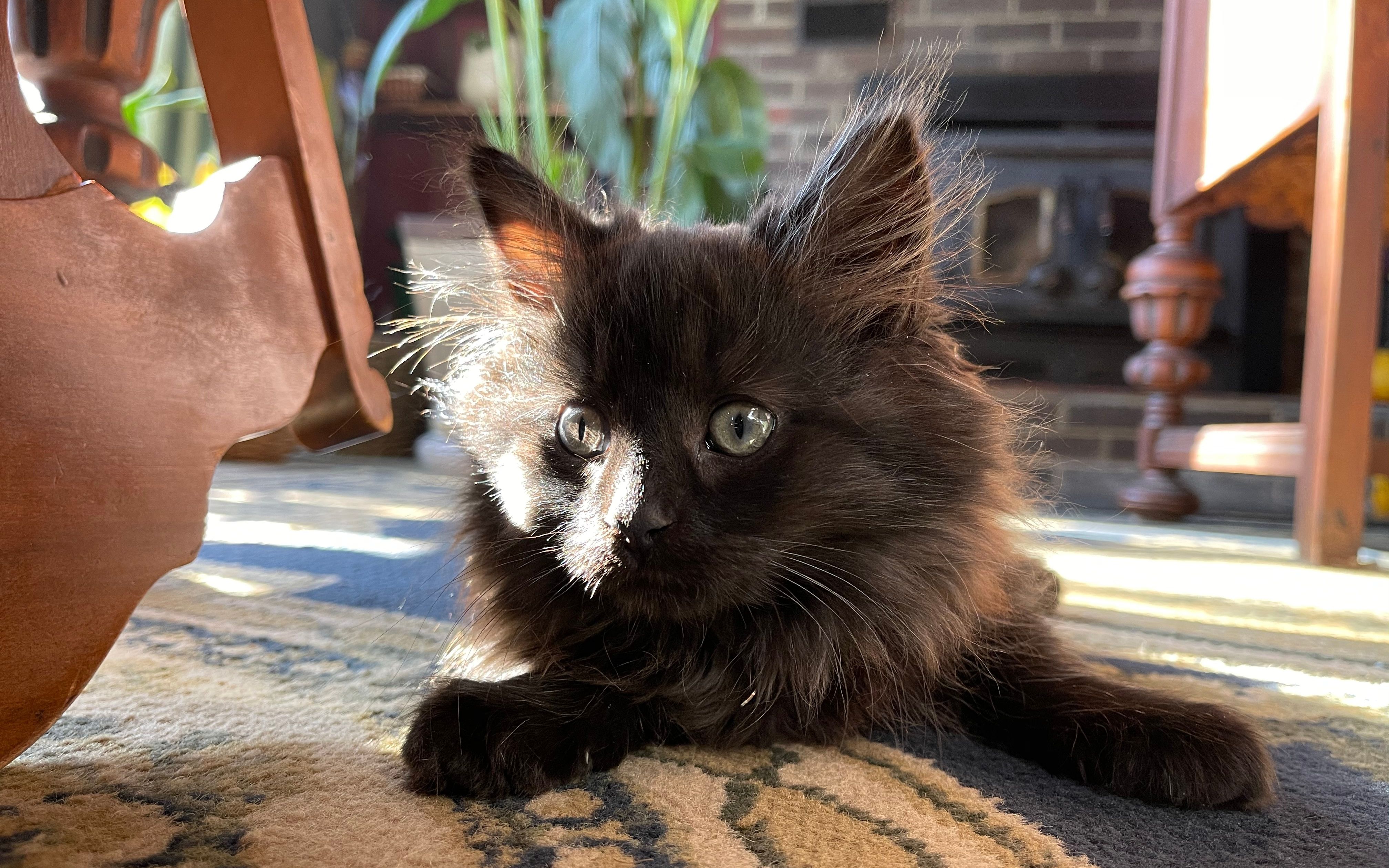 喵龄三个月的超高校级可爱毛绒黑猫!poundpound猫的日常小合集01