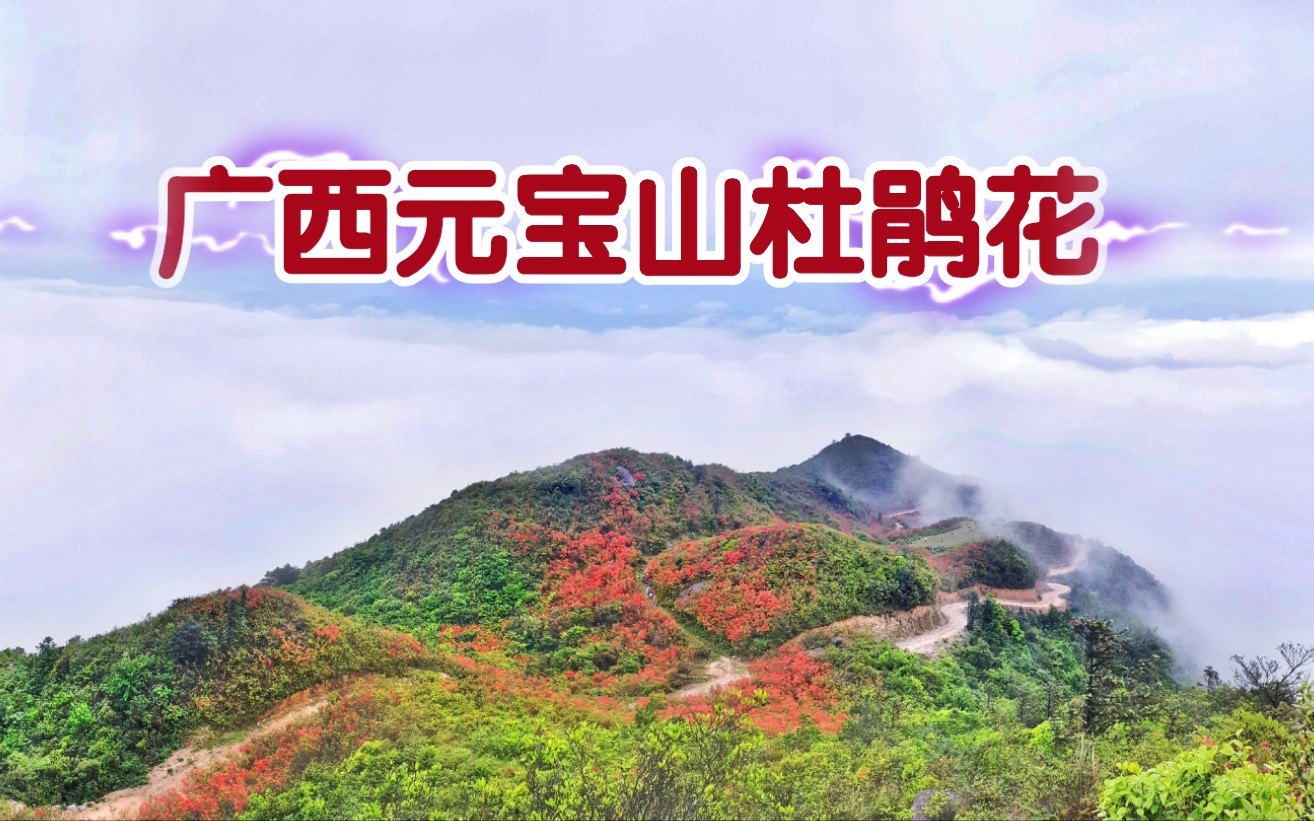 广西最美融水元宝山杜鹃花