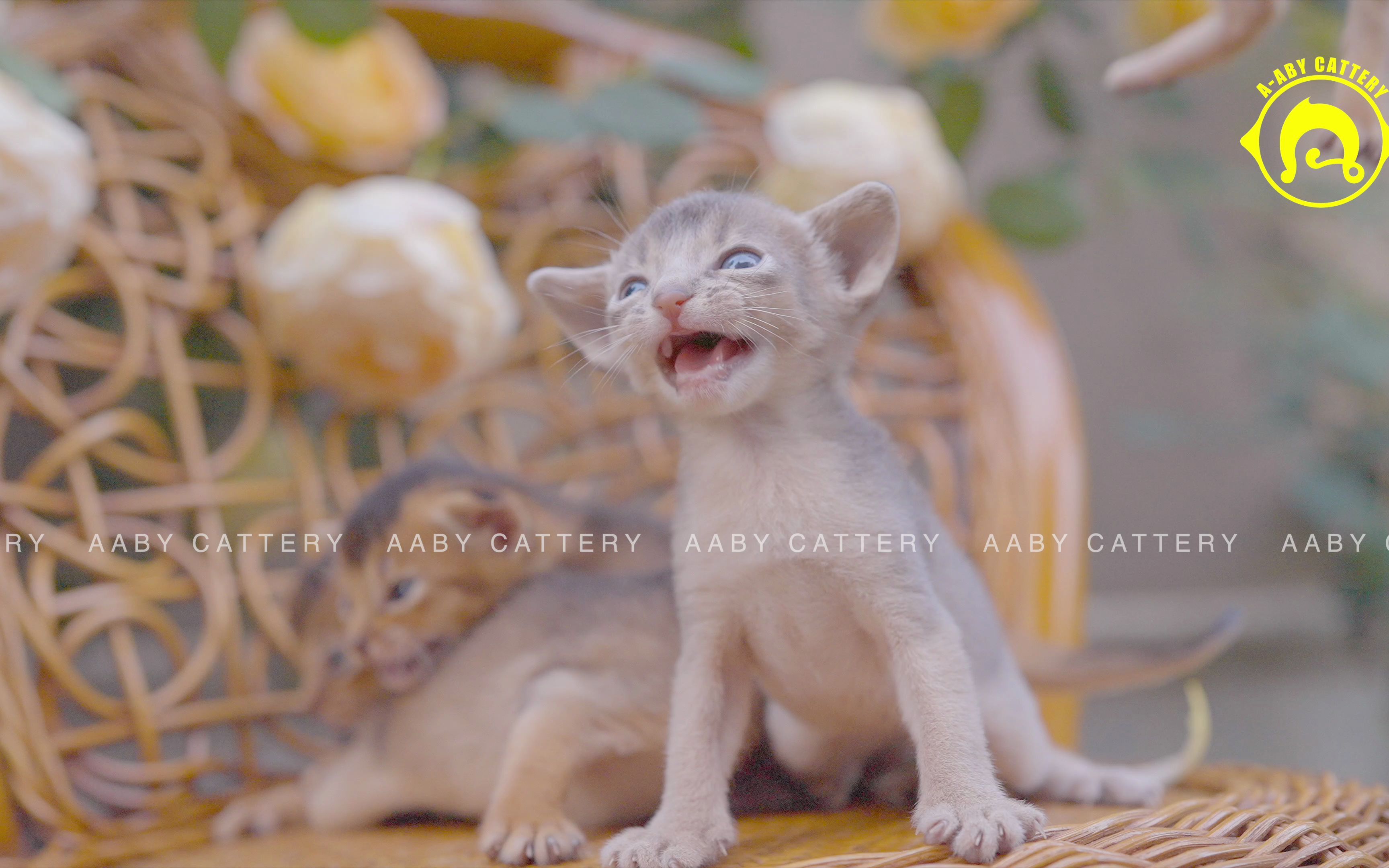 [图]阿比西尼亚小奶猫First Rose In Spring03