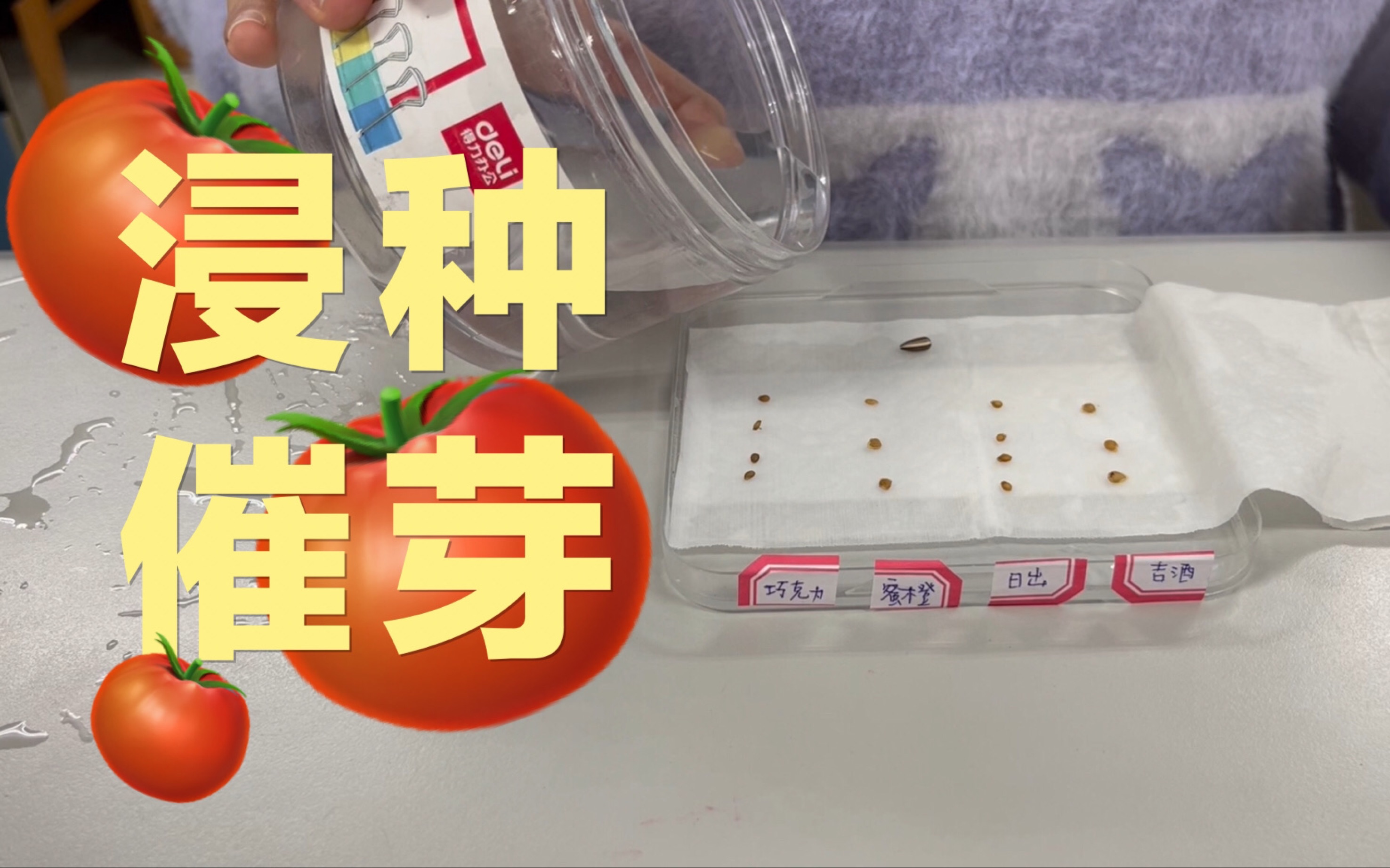 [图]春播番茄浸种催芽（省钱省事版）｜一些人动作熟练让人心疼…