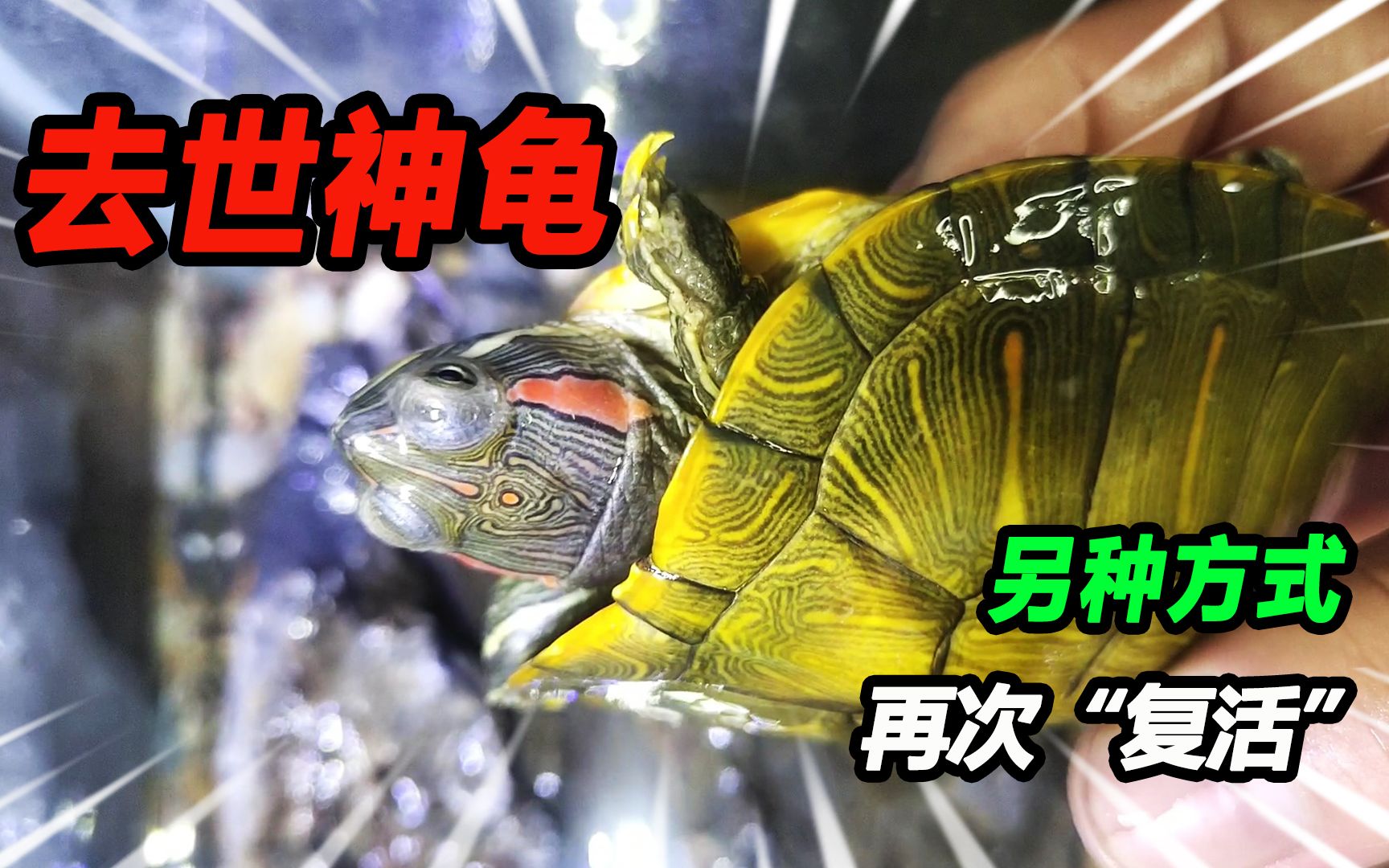 凌晨4点起床抢救小乌龟拜访养鱼20年老大爷大潘这次豁出去了