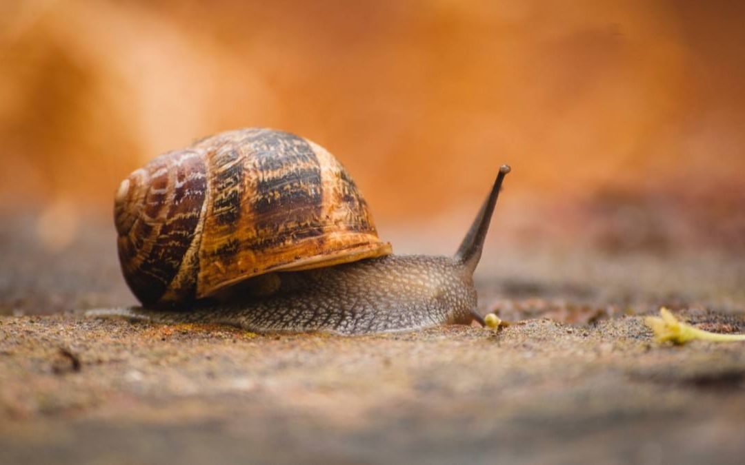 世界上最珍贵的蜗牛图片