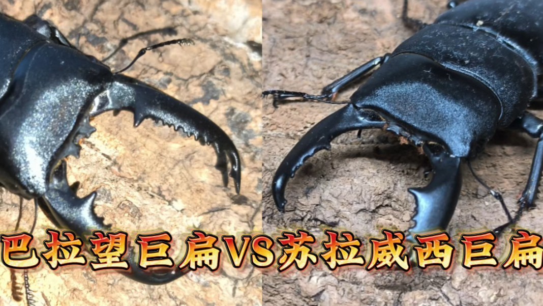 【巨扁对决】85mm巴拉望巨扁vs82苏拉威西巨扁(中齿)
