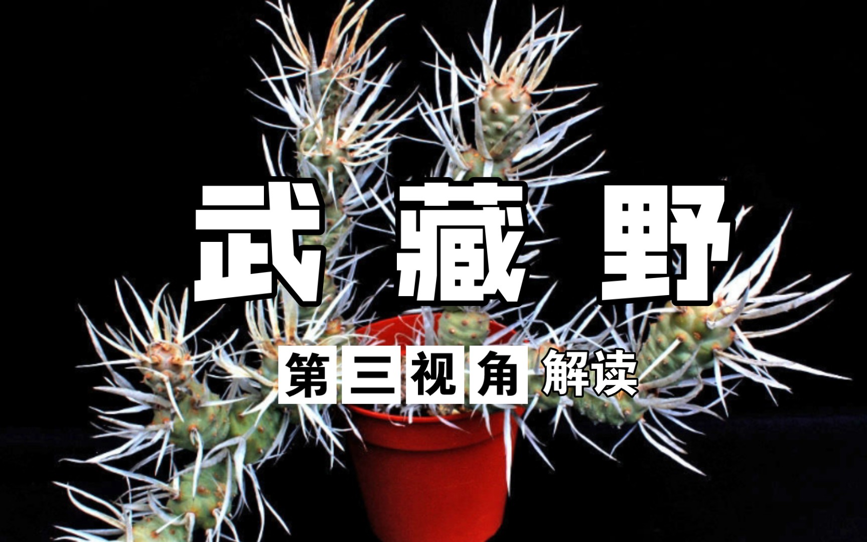 第487弹:聊聊有刺不扎手的仙人球,武藏野tephrocactus articulatus