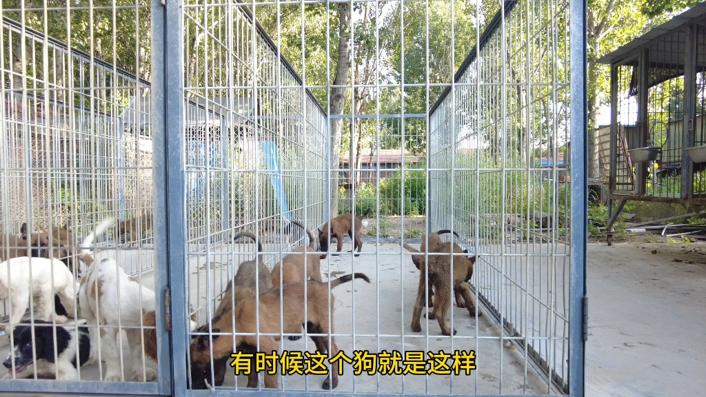 372拍下待售的马犬和史宾格幼犬哔哩哔哩bilibili