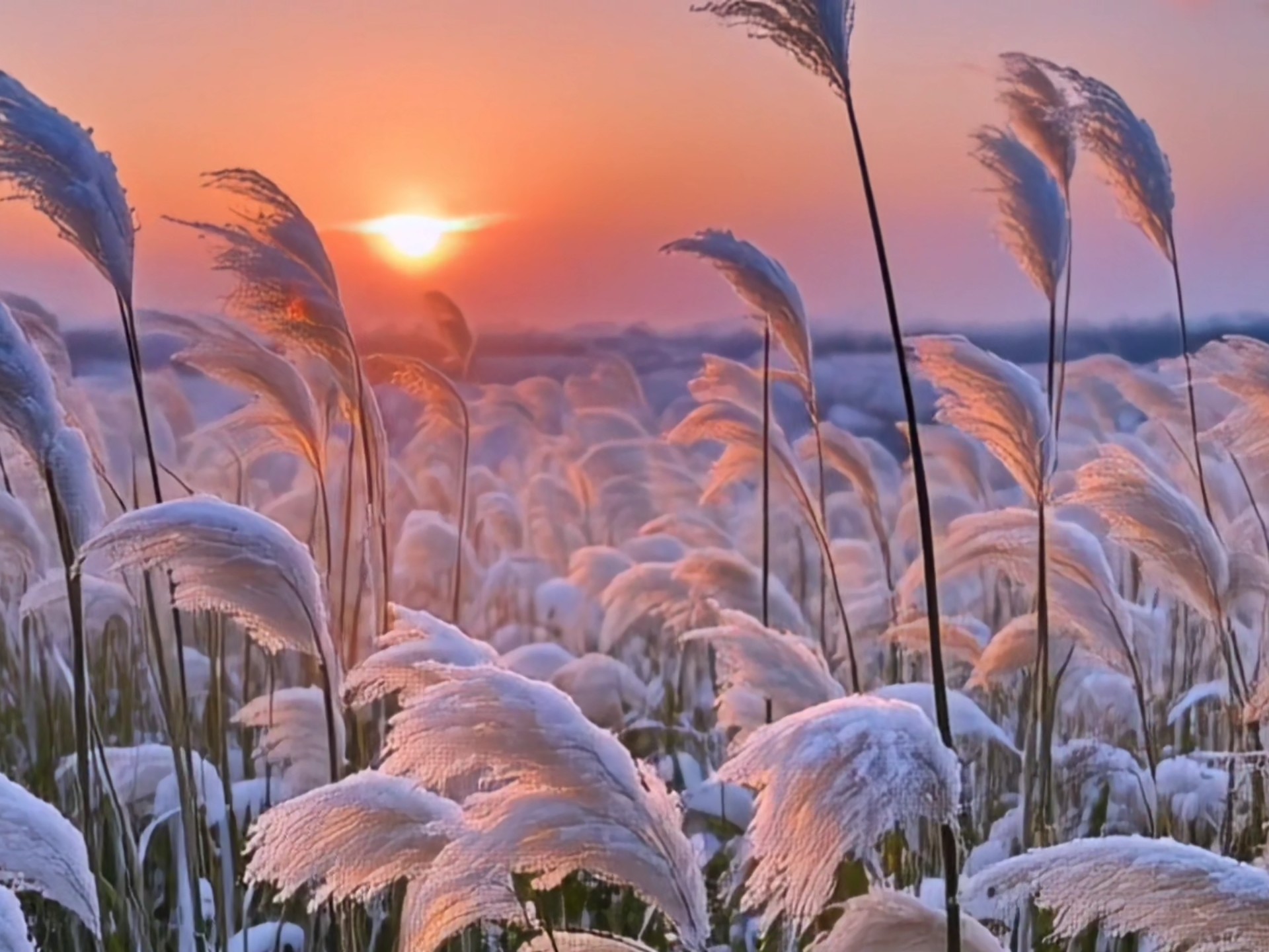 夕阳西下芦苇风景素材【无水印】