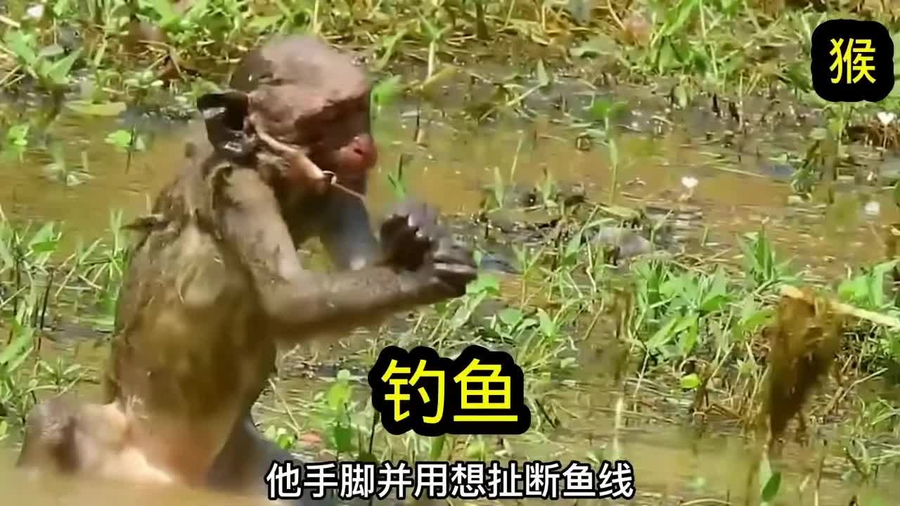 [图]小猴子钓鱼