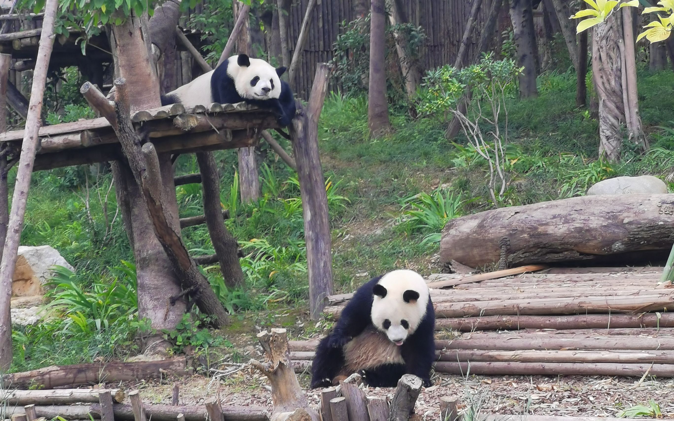 [图]双熊大战前段