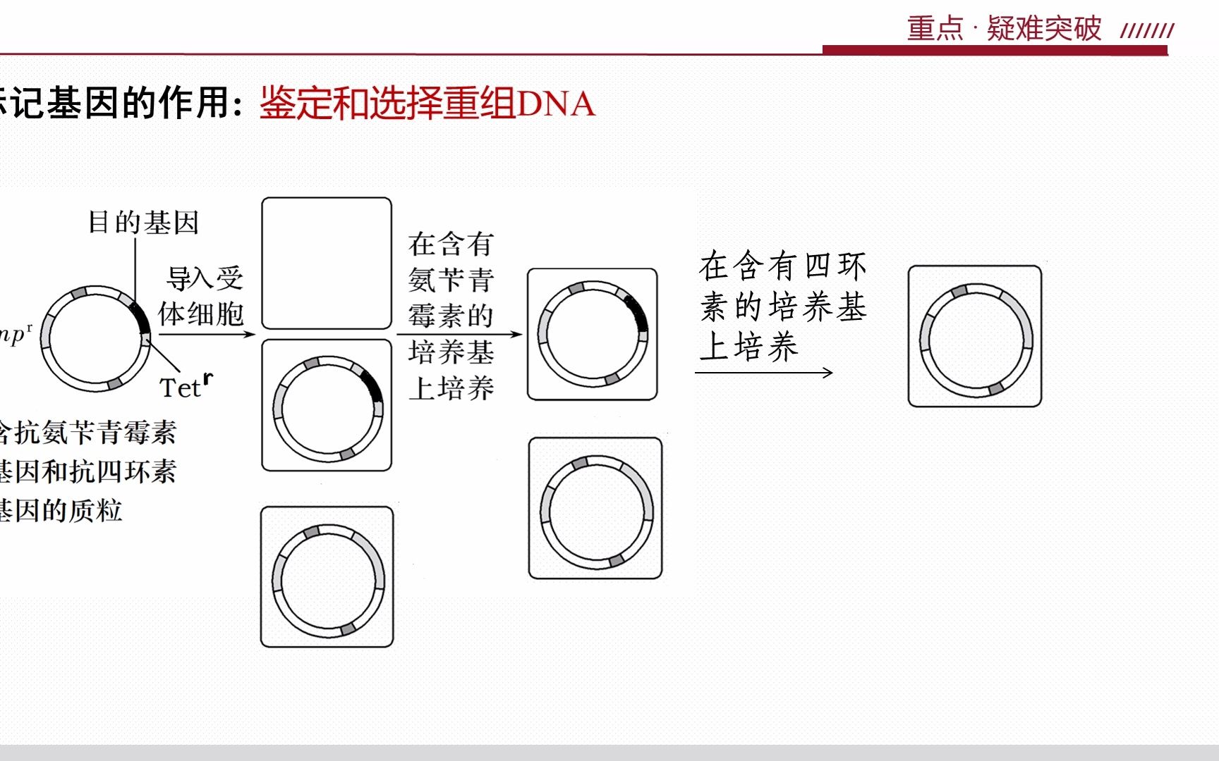 影印法筛选成功导入重组质粒的菌株