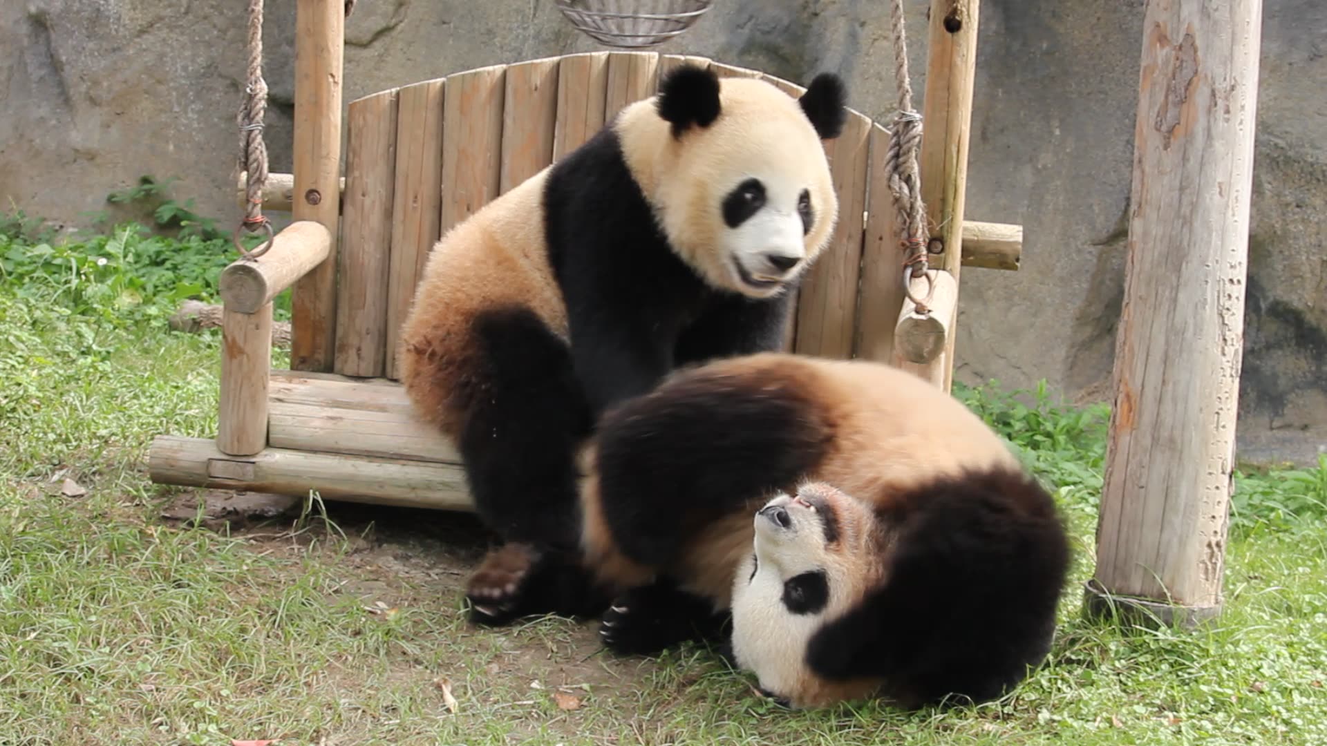 大熊猫雪宝和芊金打架芊金灵活雪宝有体重优势