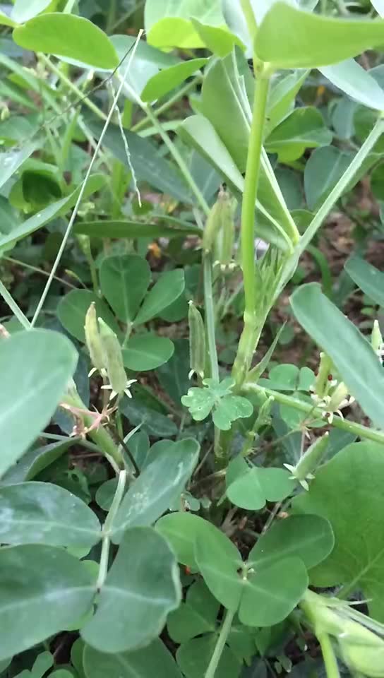 植物美态之黄花醡浆草种子迸发瞬间哔哩哔哩bilibili