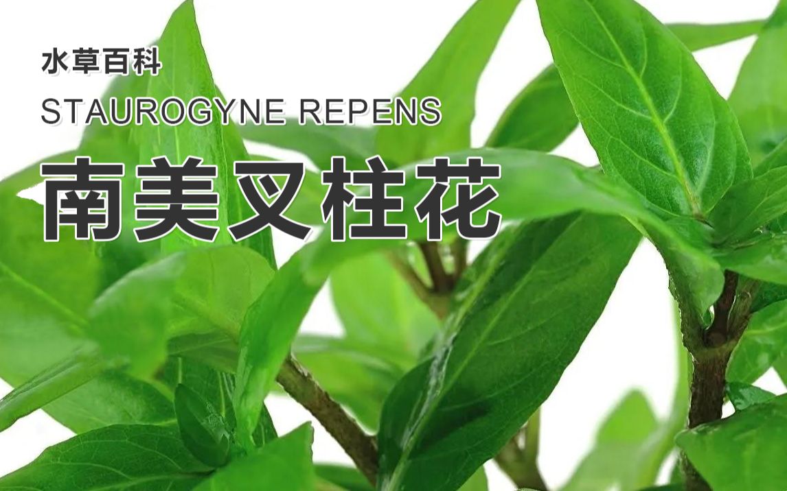 南美叉柱花Staurogyne repens【水草百科】【4K】哔哩哔哩bilibili