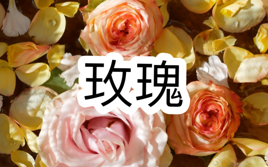 植物科普第11期:玫瑰