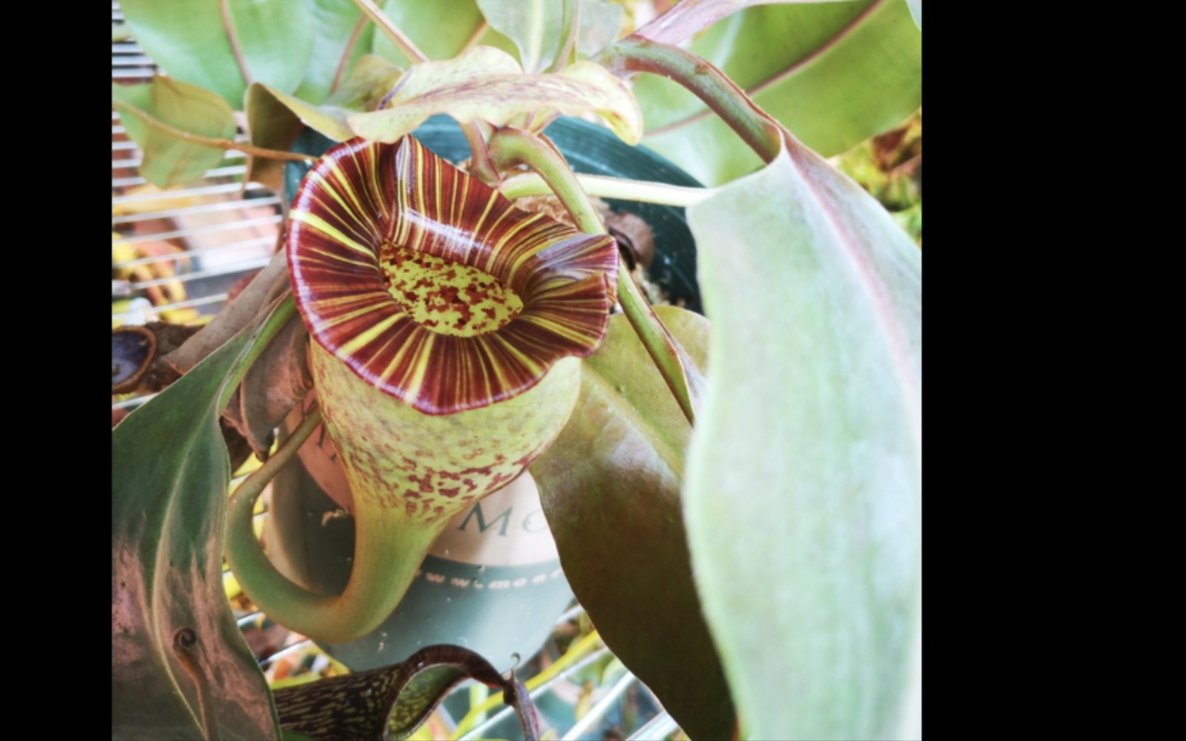 食虫植物圣杯交佛氏猪笼草