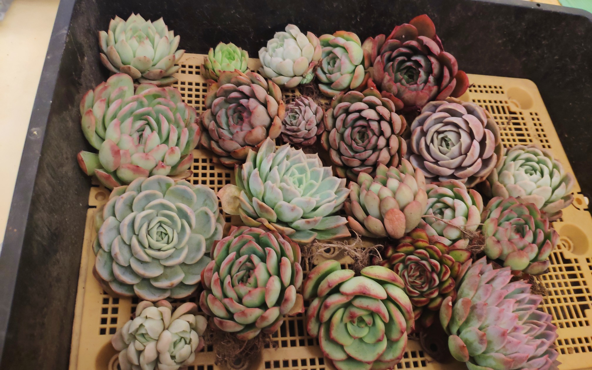 多肉植物普货的开箱 普通但美