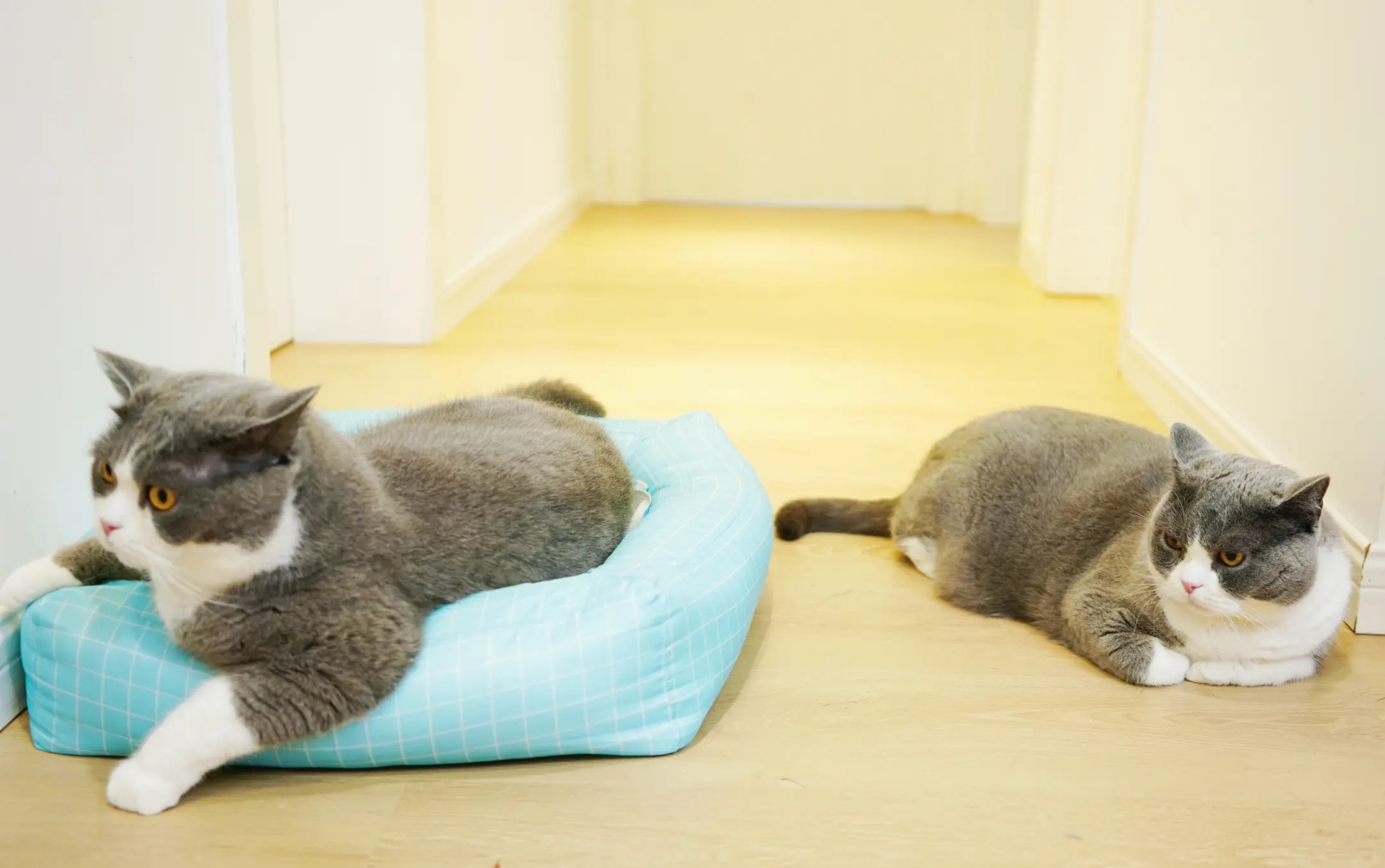 【喵来啦/绘画过程】来看大佬塞爸爸与九爷同框!