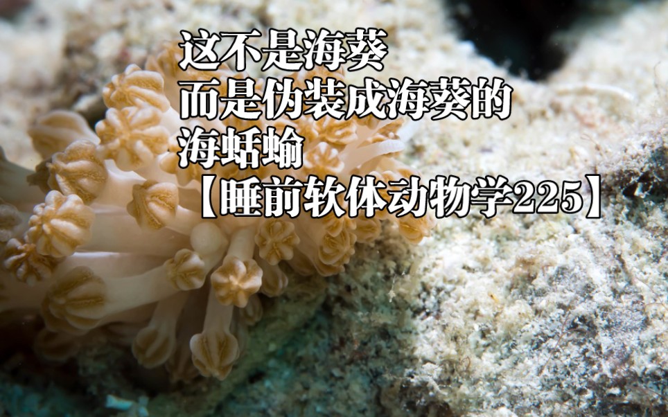 这不是海葵,而是伪装成海葵的海蛞蝓【睡前软体动物学225】哔哩哔哩bilibili