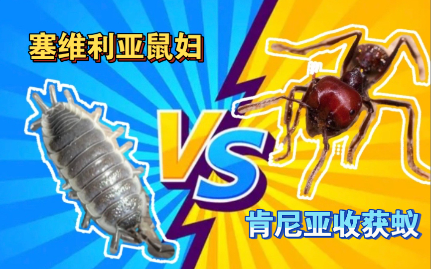 鼠妇闯蚁巢no1塞维利亚鼠妇勇闯肯尼亚收获蚁蚁巢