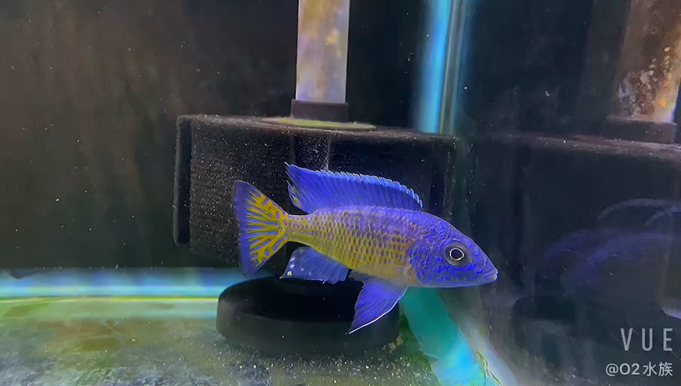 三湖慈鲷 红花孔雀