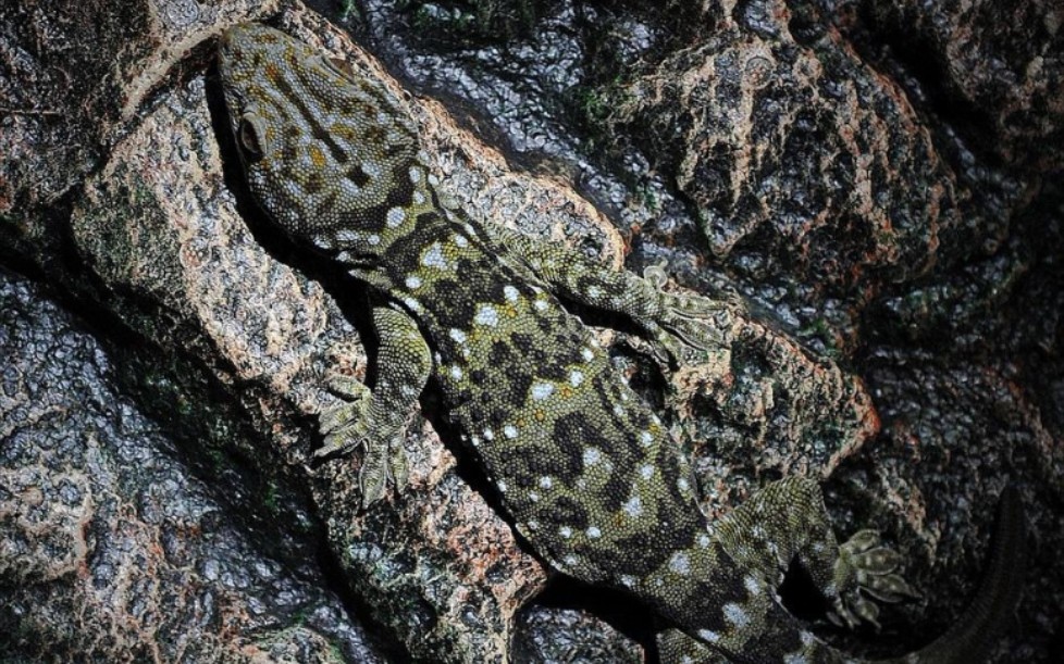 中华守宫生吞樱桃蟑螂