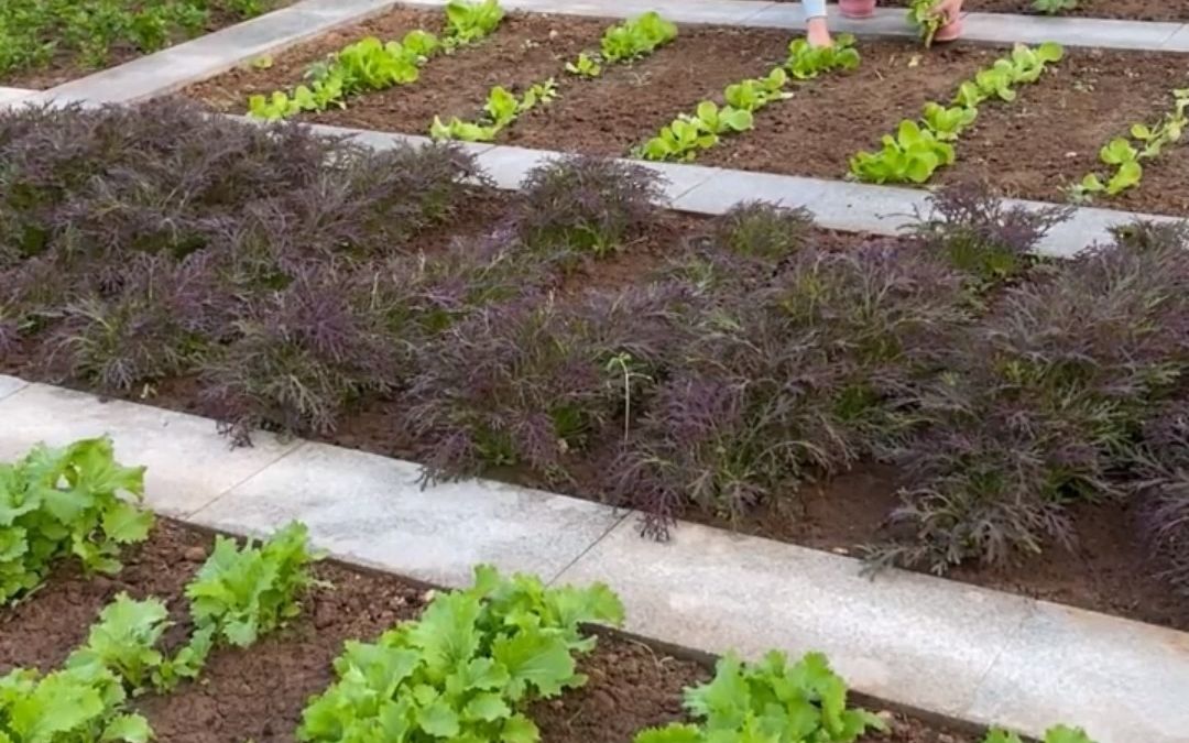 在城郊有个小菜园,就像给心灵找个港湾小院我家的小菜园田园生活