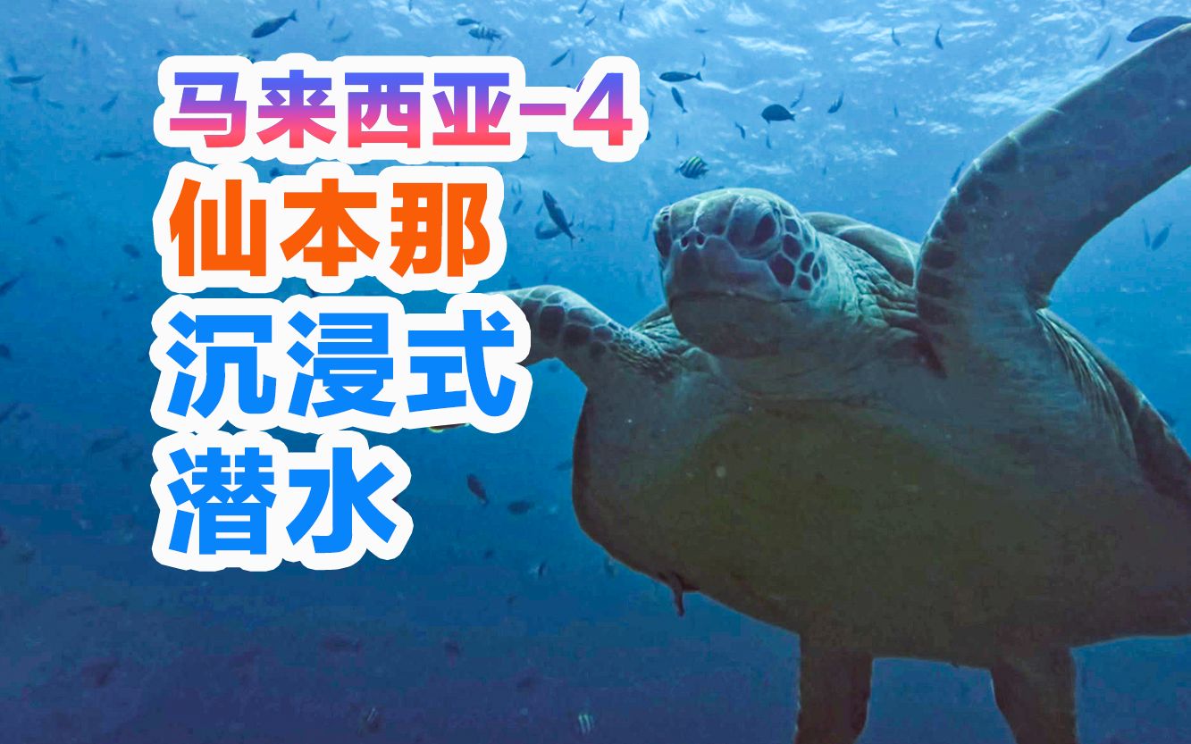 海下30米深潜到底有多上头?仙本那跳岛潜水深度体验!哔哩哔哩bilibili