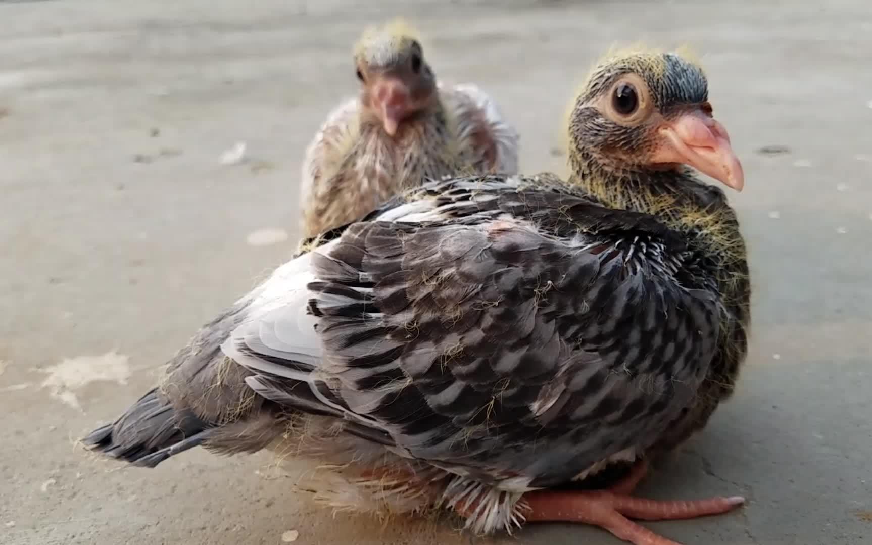 可爱的小雏鸽12天啦 羽毛日渐丰满