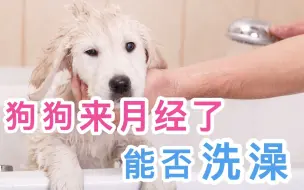 Tải video: 狗狗来月经了能否洗澡