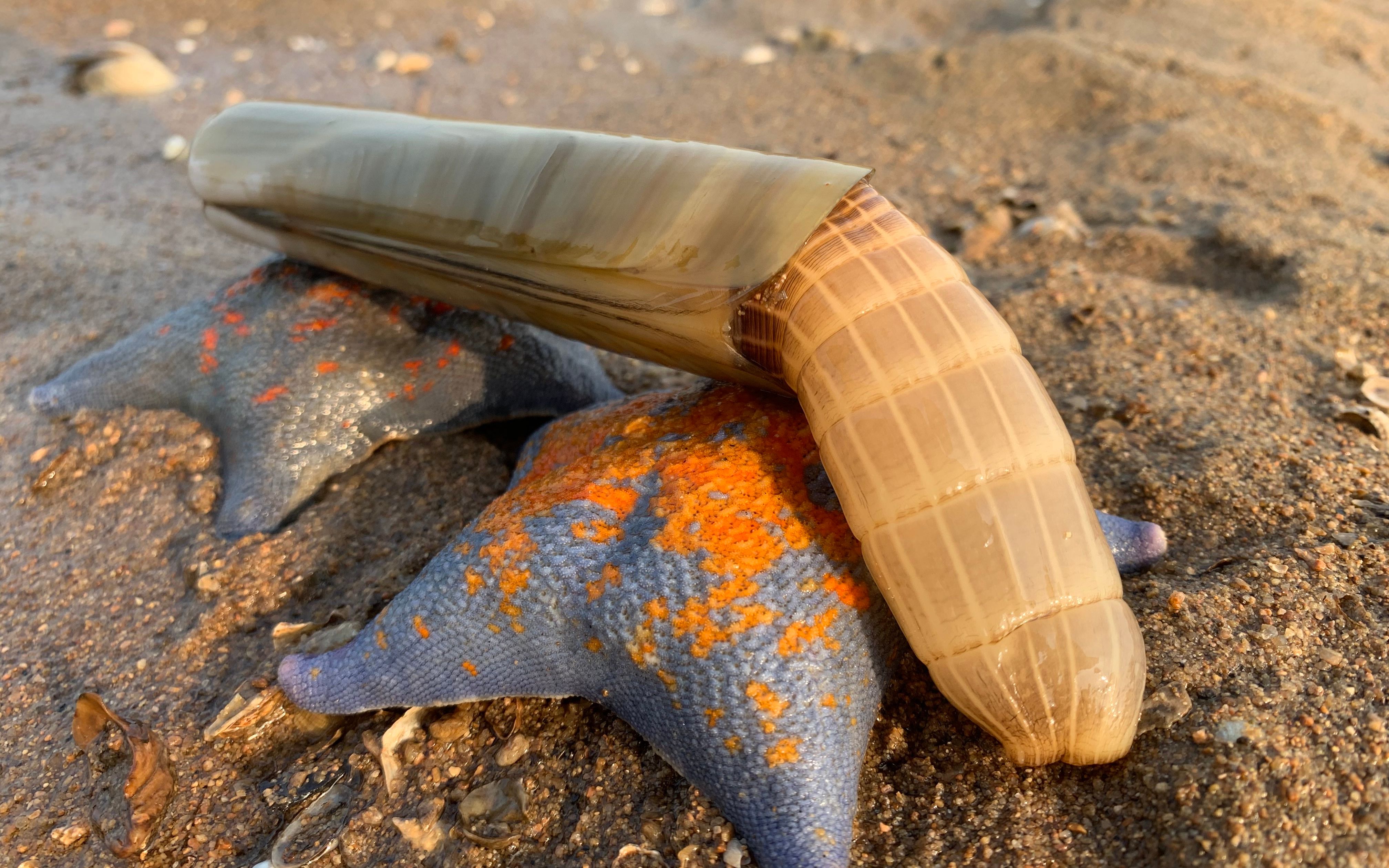 大海退潮后,村民都来挖大蛏,丁丁赶海,跟搭档一起一会挖这么多