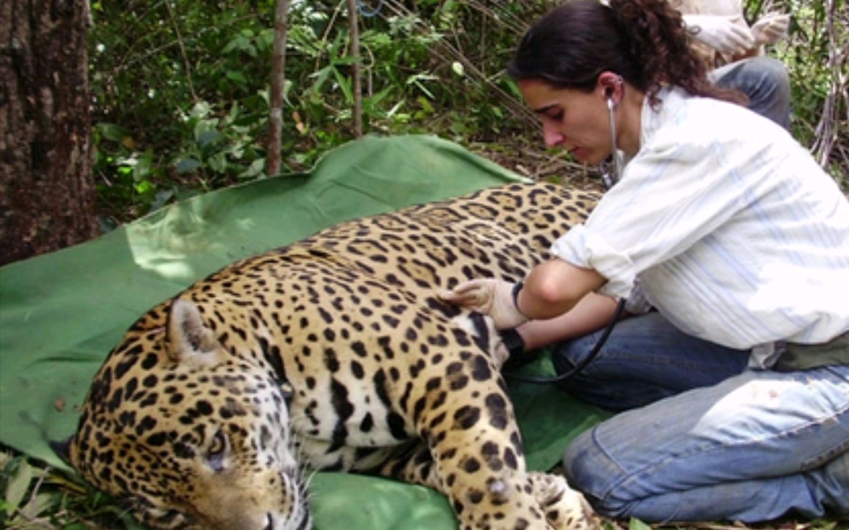 美洲豹与人类的体型对比