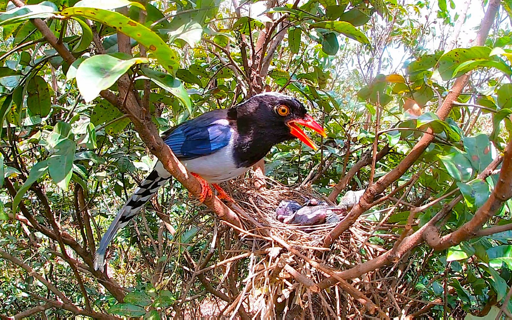 活动  杜鹃鸟寄生红嘴蓝鹊:巢里有一只杜鹃鸟,你看出来了吗?