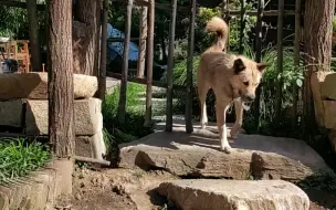 下载视频: 秋日里的小院