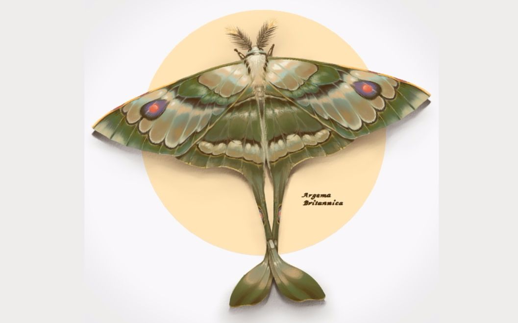 【战争雷霆war thunder】『抖mrbq滚大妈』{喷火mk.