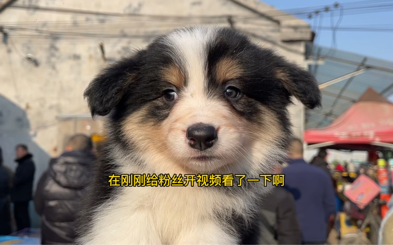 三色边境牧羊犬安排哔哩哔哩bilibili