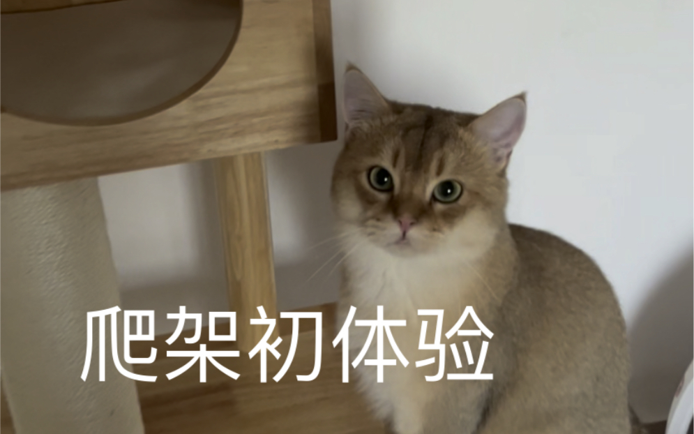 猫爬架初体验 ⷠ兽牌通天柱实测哔哩哔哩bilibili