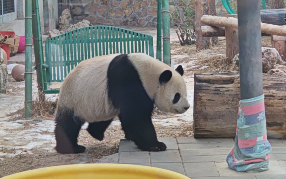 萌兰 北京动物园1月30日