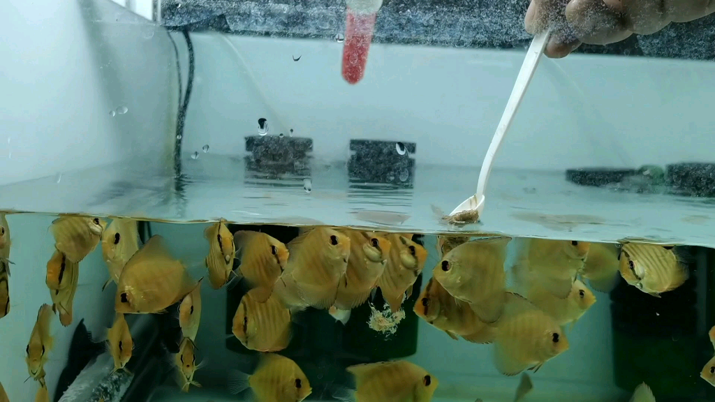 老头鱼#七彩神仙鱼##七彩神仙鱼繁殖