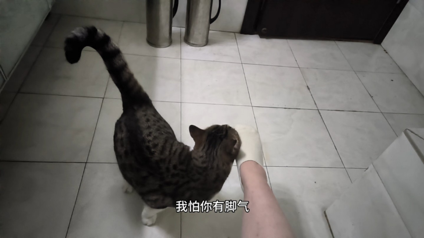 猪咪哔哩哔哩bilibili