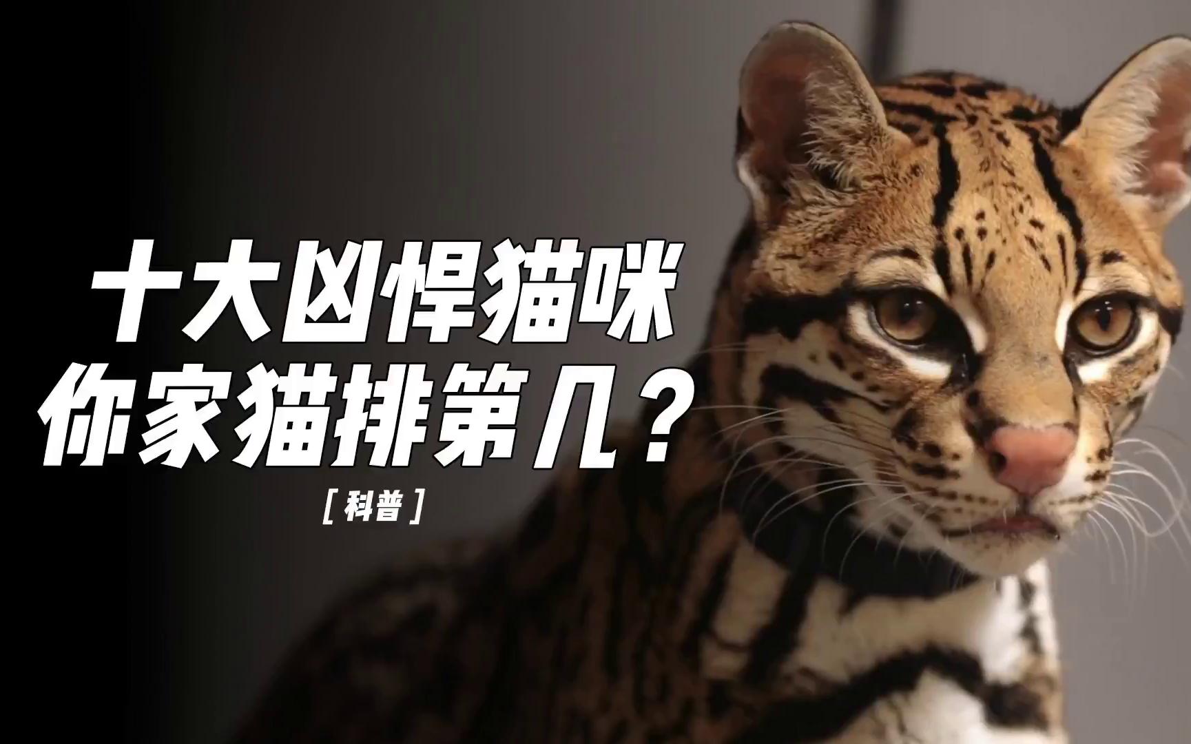 世界上最凶悍的10大猫咪,你家猫咪能排第几?哔哩哔哩bilibili