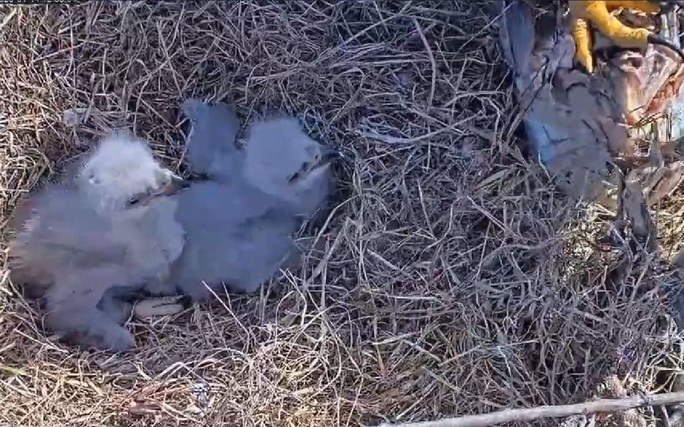 两只白头海雕雏鸟,对着旁边的鱼肉望眼欲穿